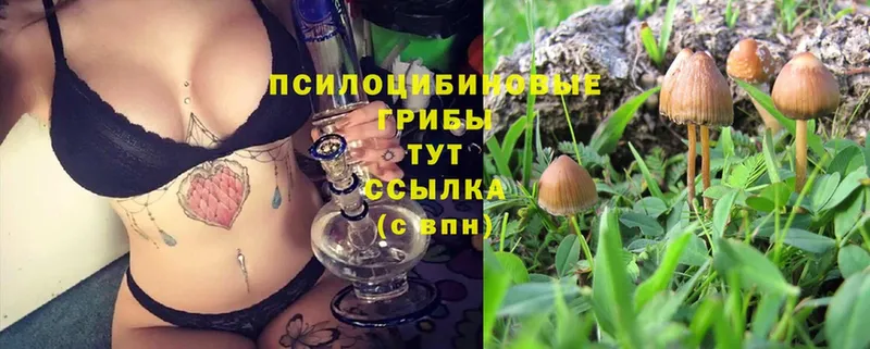 kraken онион  Волжск  Галлюциногенные грибы Psilocybine cubensis 